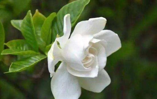 养花试试此几款,花朵小巧玲珑,幽香暗淡,花型圆滚惹人爱