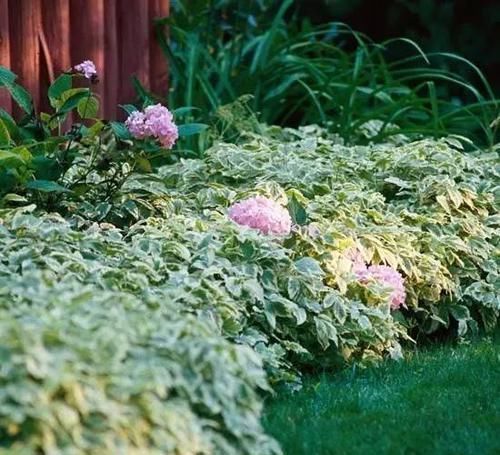 10种出彩的庭院地被花儿，最适合的才是最好的