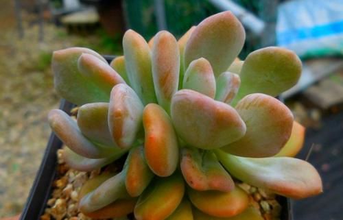 你以为灰姑娘只存在于童话里？大错特错，多肉植物中也有灰姑娘