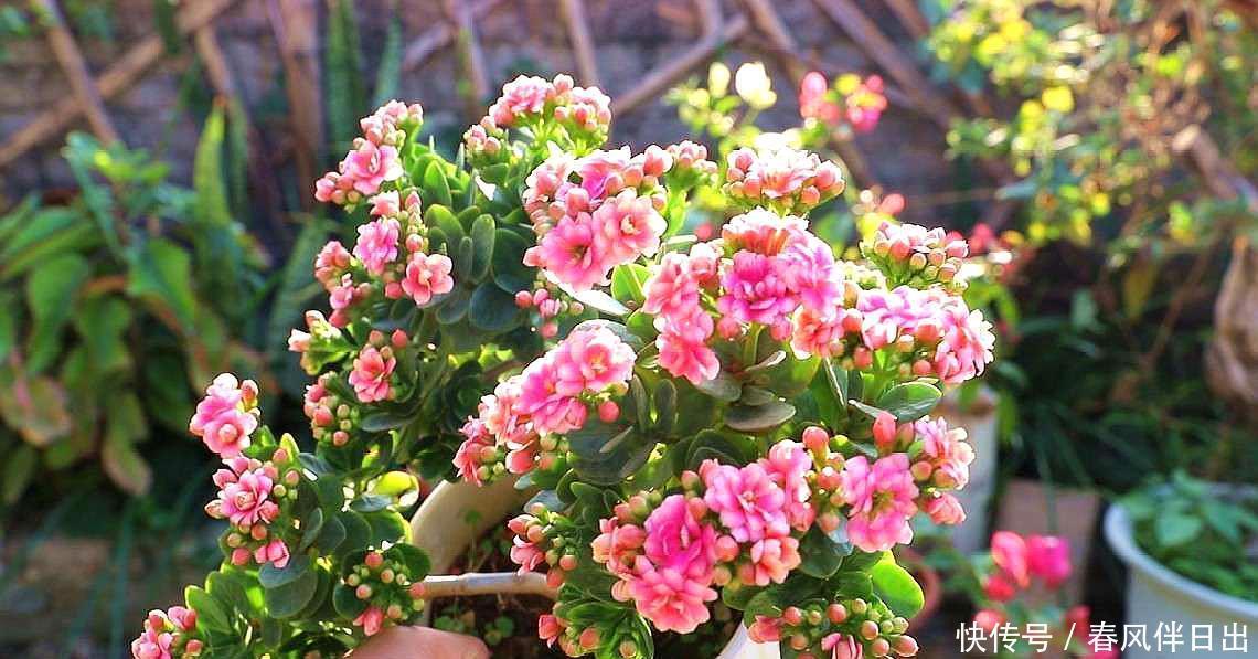 冬天花开败了怎么办？修剪施肥好好管理，还能再开一茬