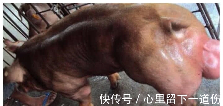 杜洛克猪|见识下猪猪界的健身狂,全身肌肉没肥肉