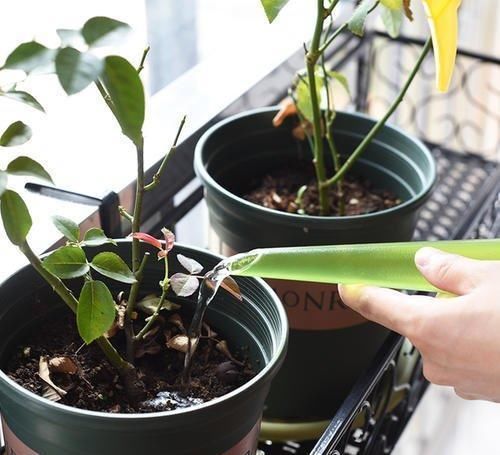 此几种花旱着养，水浇多了死得快，懒人能养好