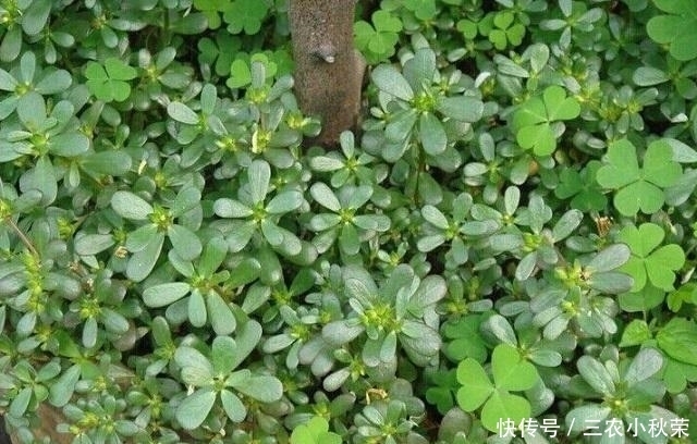 长寿菜|小时候摘它喂鸡鸭,现在被誉为“长寿菜”,一斤10块,抢着要