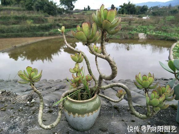 多肉徒长|多肉徒长咋处理？分2种情况，根据徒长情况，要么撸叶子要么砍头