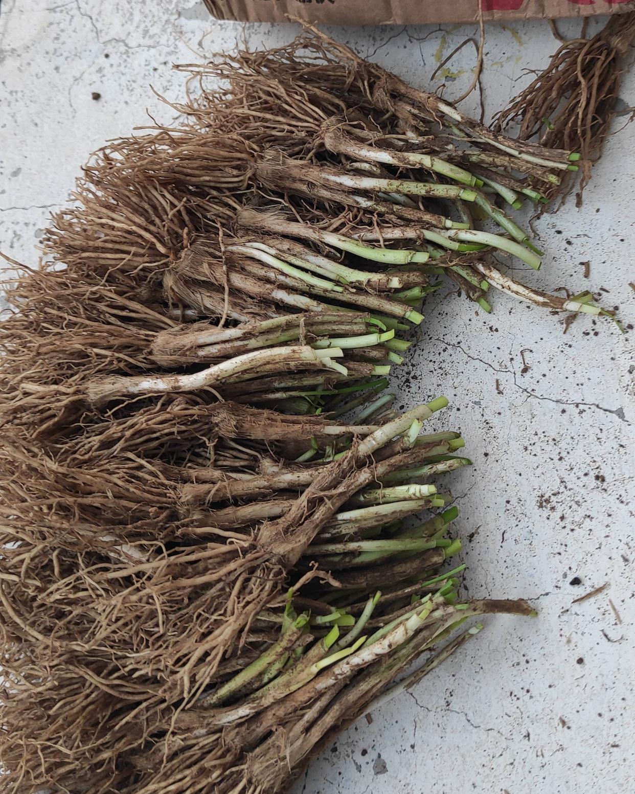 秋冬阳台可种“2种菜”，长势特别好，好养好看好吃很实用