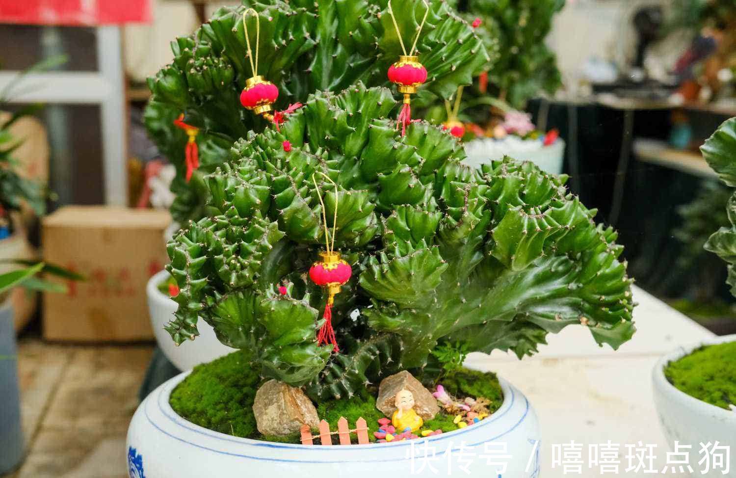 室内想养大盆镇宅花，建议从这10种里面选，听名字就很霸气