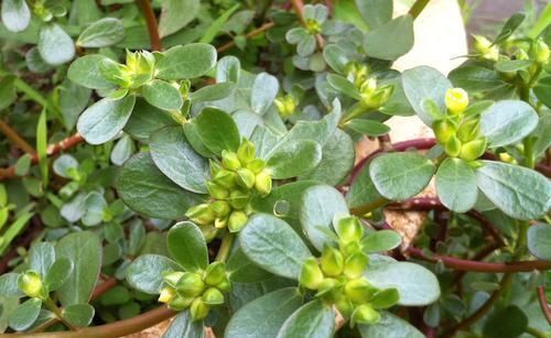 马齿苋|只拿马齿苋做菜那就可惜了,它还是天然的皮肤病克星,建议收藏!