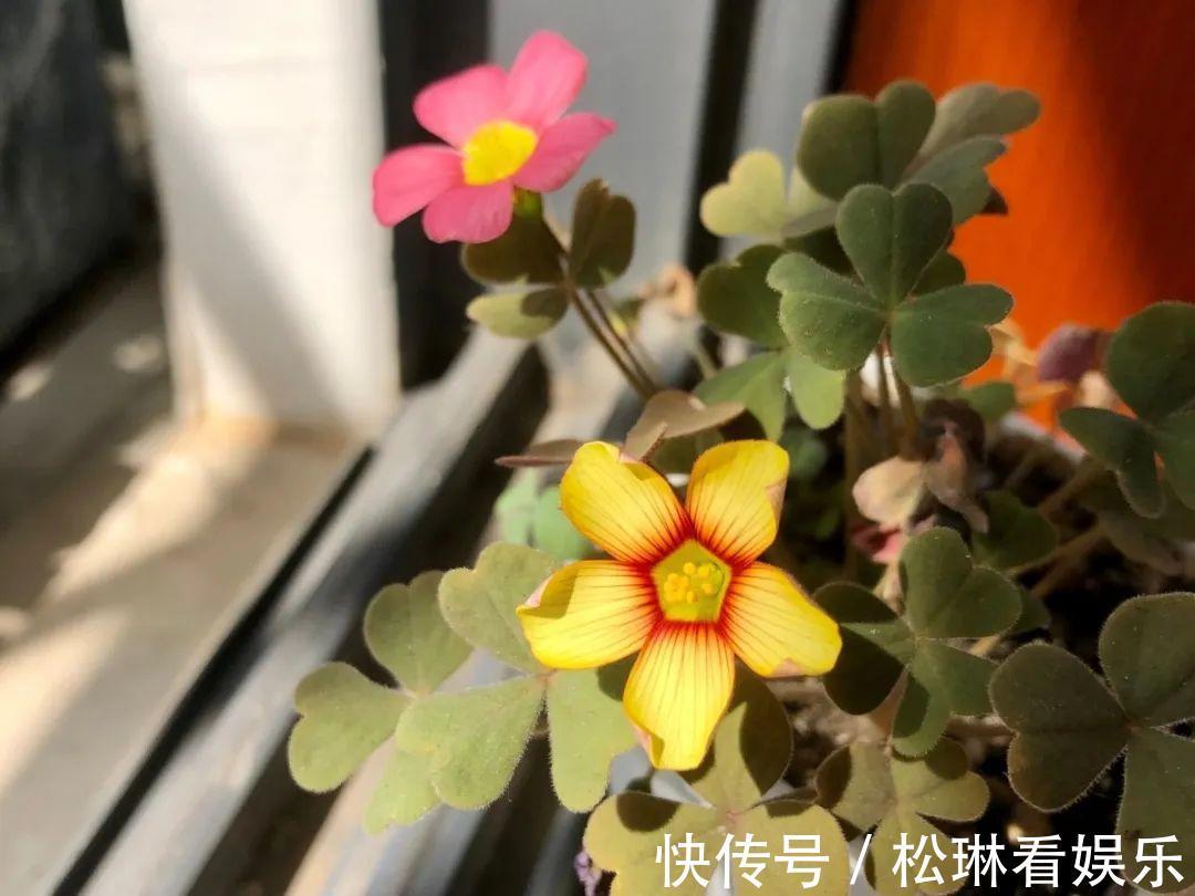 休眠|家里有这7种花,少浇水、不能晒,天热要休眠!