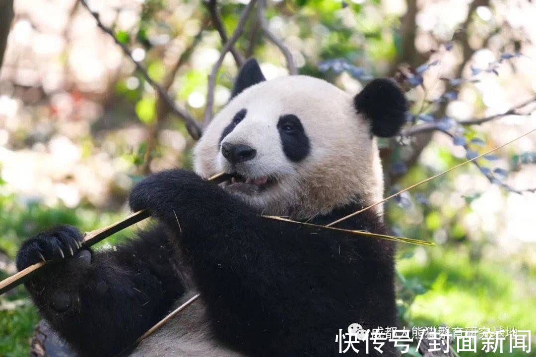 试运营|成都熊猫基地扩建区正式开园试运营 官方建议游客从南大门入园