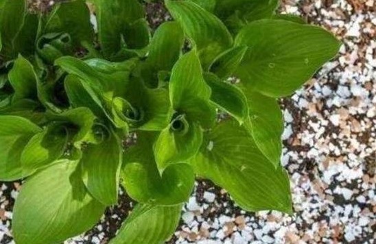 “小东西”扔盆里，盆栽都疯长，10年不施肥也能叶绿、根壮、花大