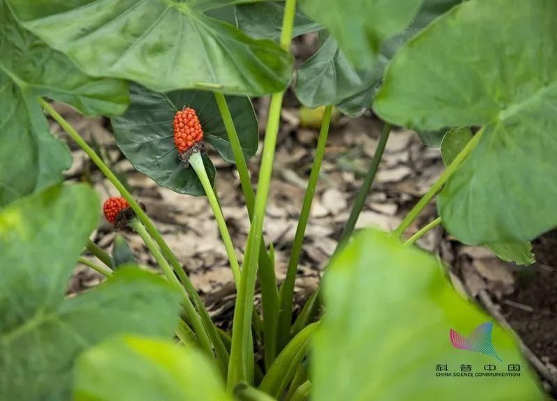  小心|警惕！如果家里有这种植物，一定要小心！碰一下就可能会中毒…