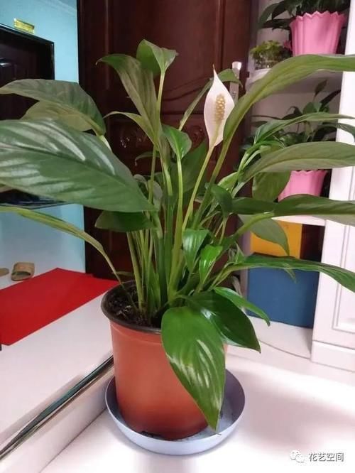 这三种花,好看好养,又旺财旺运,家里放多少盆都不嫌多