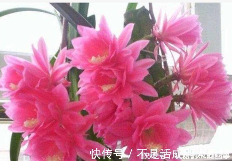 玫瑰海棠|4种花是花中劳模，一年四季开花不断，枝头花苞满
