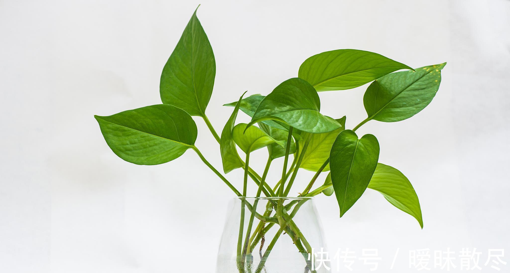 花友|容易被“误杀”的7种花,汲取教训,才能养好