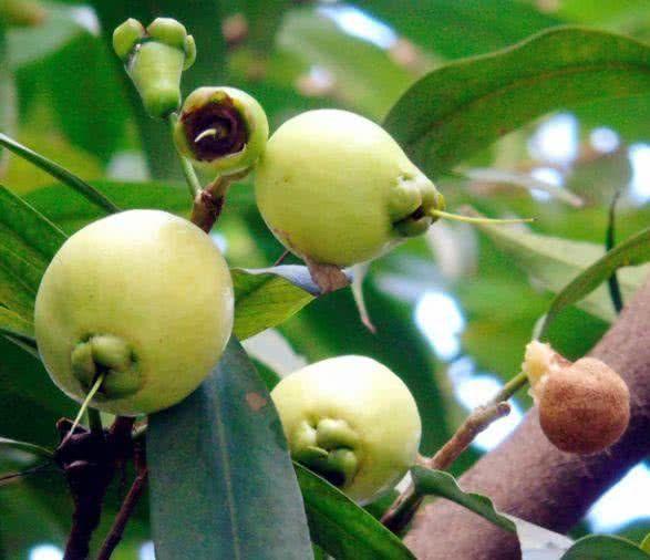 食物|对身体很好的食物，每天坚持吃些，补益气血，增强体质，清理毒素