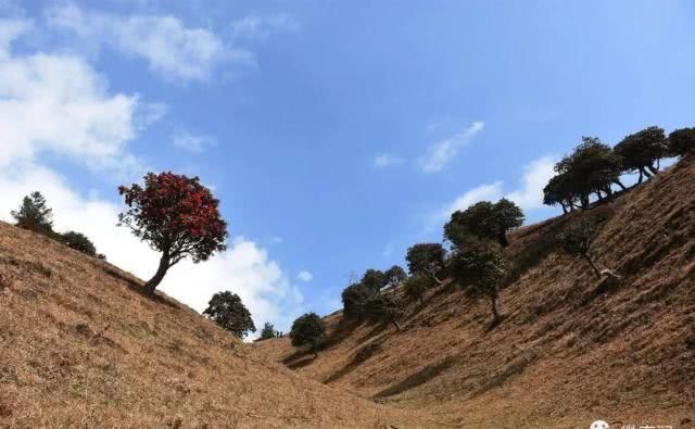 高山草甸诗画里，康养福地花事浓，周末快来看马樱花