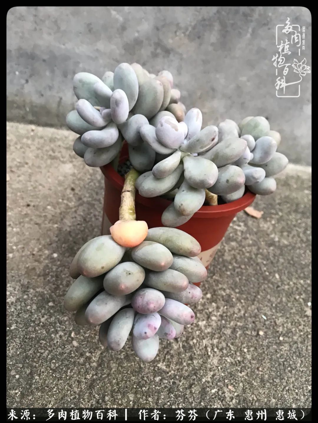 养花|一种爱好就是一种境界，养花养多肉可以培养一个人的心境！