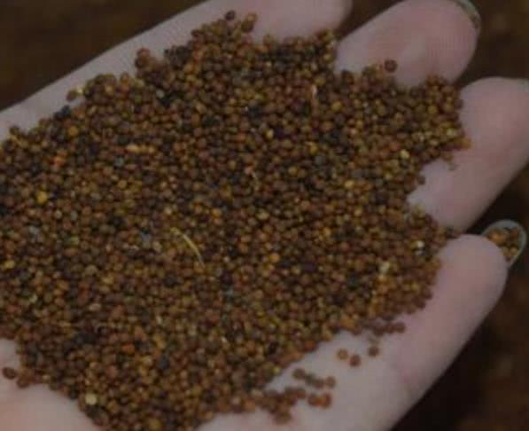 黄金水|男人的“黄金水”,别不舍得喝,能补充“雄激素”,让肾更有活力