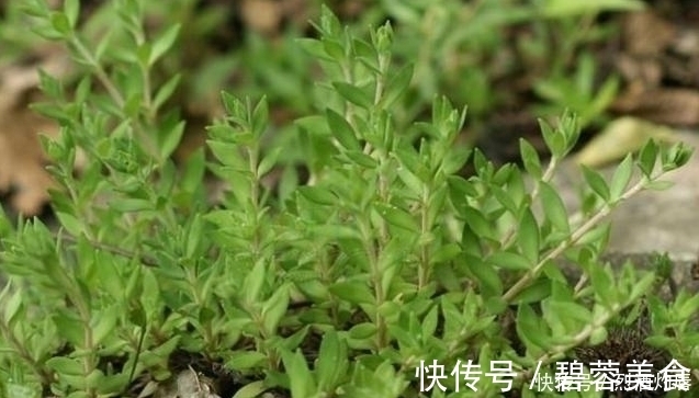 赵学敏|它是如此的珍贵,若长在你家路旁,赶紧移栽家中,小心被别人挖走