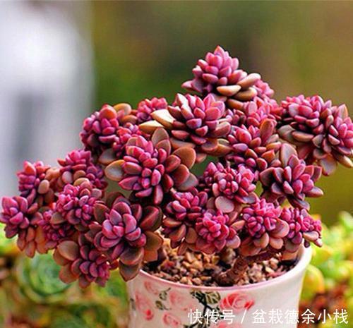 5种小盆栽花卉,种在小盆里,浇水懒一些,越长越漂亮!