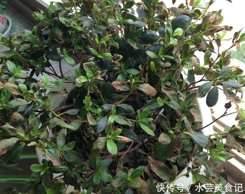 杜鹃|3种花虽然看起来很漂亮，不过没经验很难养好，新手尽量别去碰