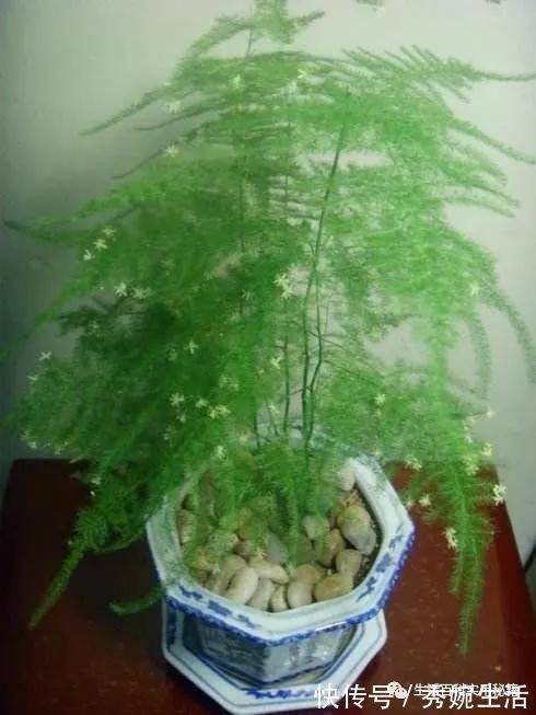 发黄|家里文竹发黄快死了,媳妇用了这1招,立马起死回生