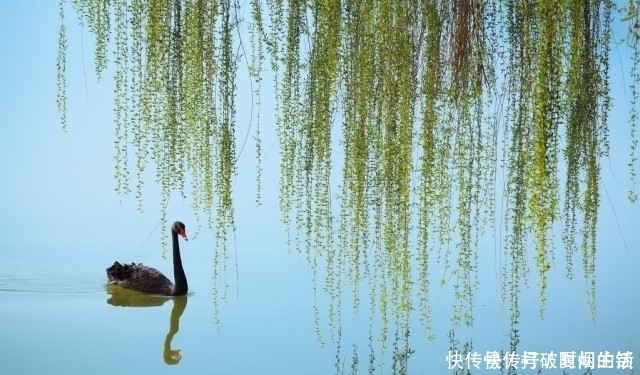 诗人|十首唯美七言律诗：小楼一夜听春雨，深巷明朝卖杏花