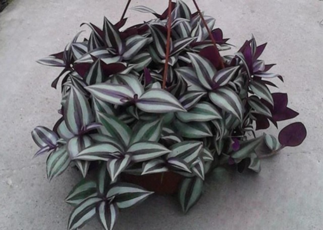 绿植|家中常见绿植是“药材”,清热解毒效果极好,可惜人们不懂