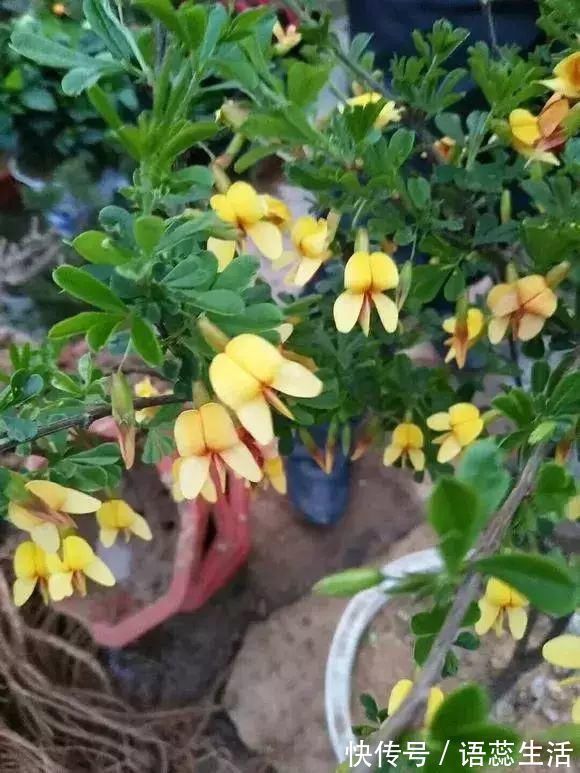 苍劲|山里的1棵老树桩,挖出来种盆里,开花后,眼睛都看直了!