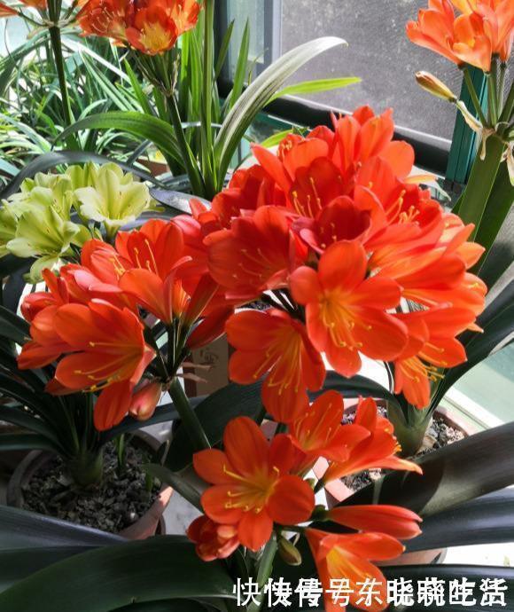 王大爷|君子兰养5年,“娇滴滴”的不开花,一冻一晒一点肥,挤满大红花