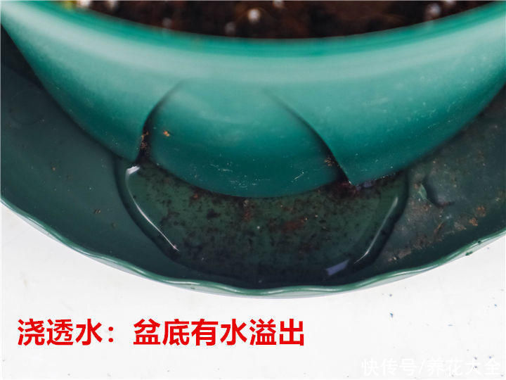 教你一些浇水的方法,从此浇花不再盲目,花长得又快又旺