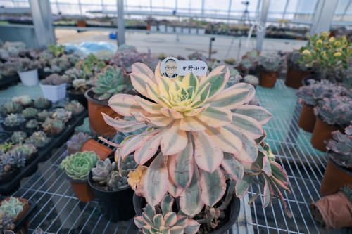 多肉长气根是什么原因?多肉长气根应该怎么办?小帅为你解答