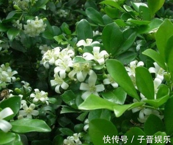 九里香|4种漂亮花，花朵多又艳，一开就是300多天，一盆开花上百朵