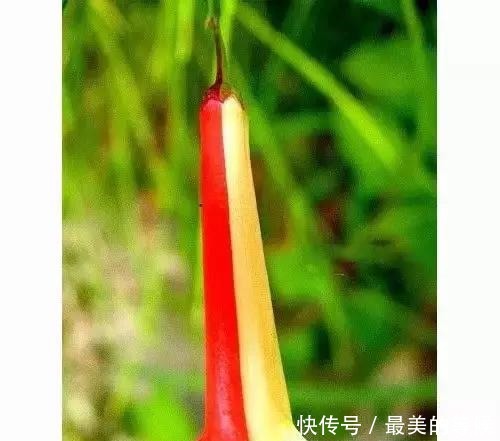 奇花、奇花、奇花、罕见奇花,赶快打开欣赏吧