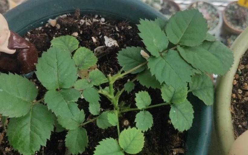 发酵|养花“法宝”松针该怎么用?单独使,加工后用,谨记这些准没错