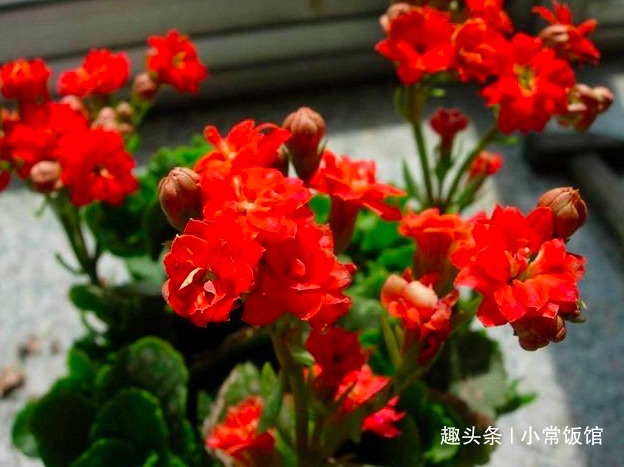 长寿花有“花苞”却不开花教你几个小妙招，轻松爆盆红艳艳