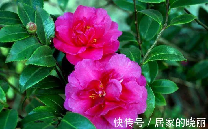 养花试试这几款,不仅花好看,叶片也很清新,而且它很耐阴