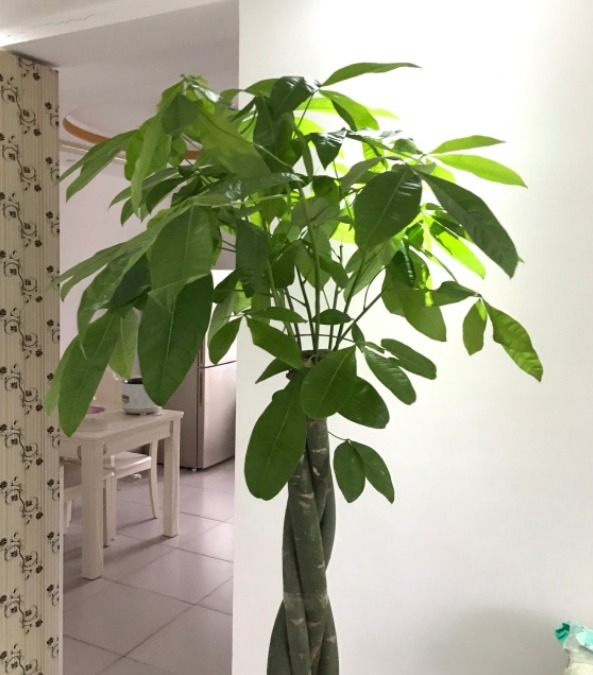 最耐旱的绿植,越不浇水越长得好,一浇水就烂根!