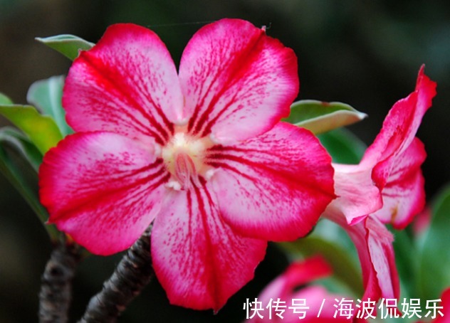 养护|新手养护花卉,就选好养易活、极耐旱的花卉,花开爆满枝!