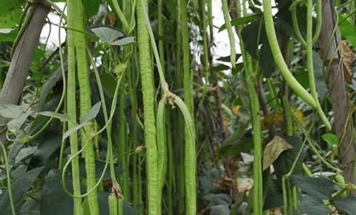 豆角|人到中年想长寿,要坚持吃3种食物,滋润身体,好处多多!