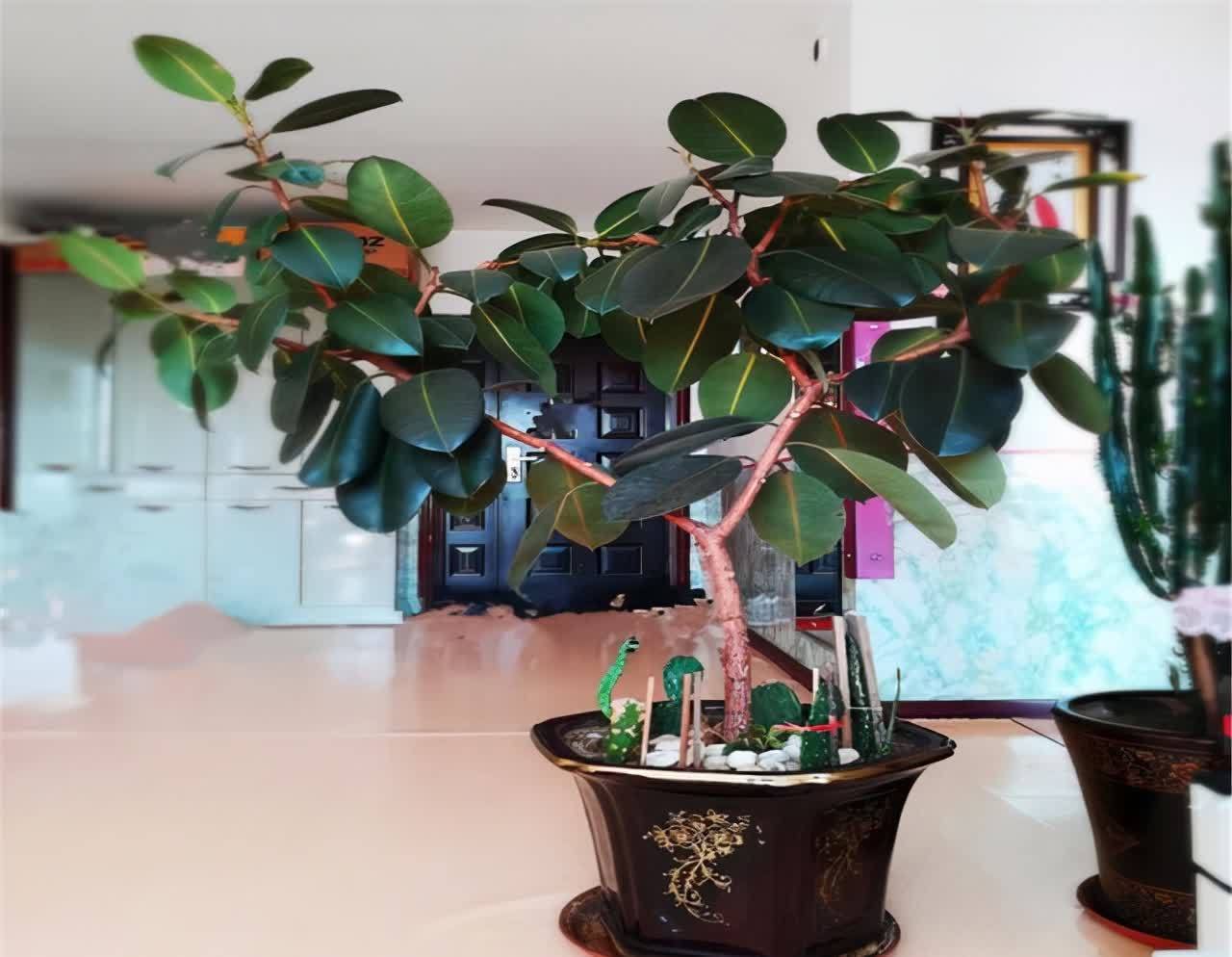 20种吉利大盆栽,客厅放一盆,吸收废气去异味,寓意好更养人