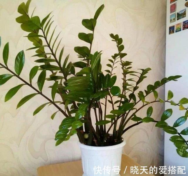 清新|养花试试这几款,家中养一盆,空气特别的清新,特别养人
