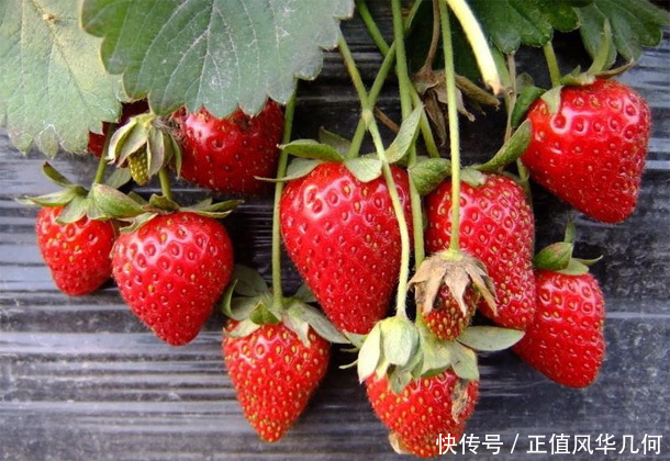 女性不想“老得快”，要多食3物，排出毒素，清理血管，滋养子宫