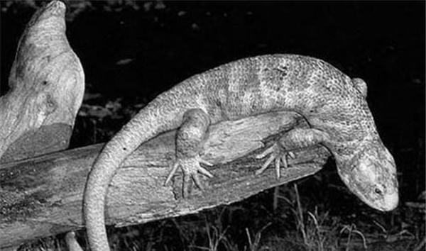 杀人案|清末津门奇事二则:毒蜥杀人案、怪异“小黄人”