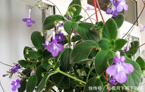 养花|新手养花,不如养盆花中精品“宠爱小姐”,金蕊红衣,香气甜润