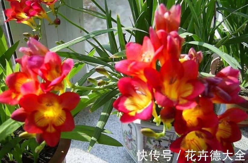 养护|适合秋季养殖的3种球根植物，阳台盆栽，2个月就开花，美极了