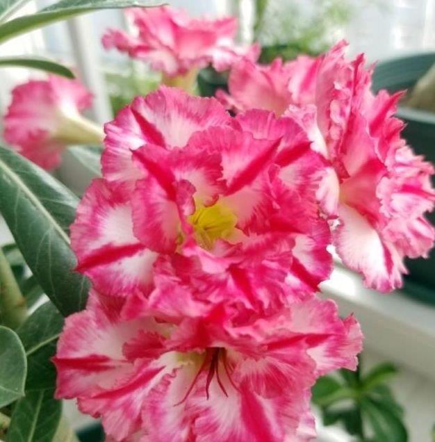 浇水|懒人最适合养“4种花”,开花吉祥又喜庆,比牡丹美,比绿萝好养