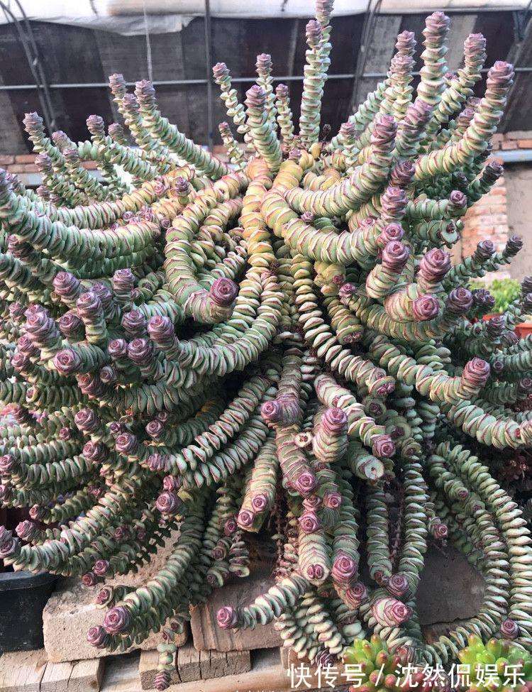 铜钱草|5种“有钱花”,满盆“铜钱叶”,越养钱越多,有钱人家都爱养它