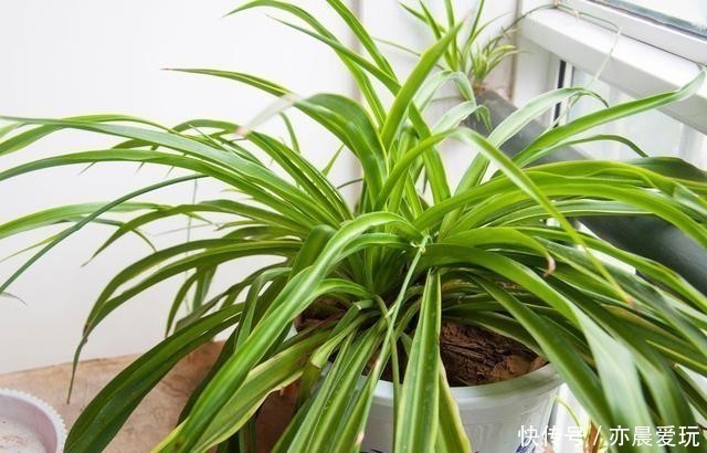 常春藤|卧室就养4种花,“养人”又养气,不是没有道理