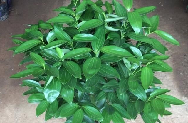 观赏价值|客厅可以栽树，花匠比养花都“值得”，听完立马养了3盆